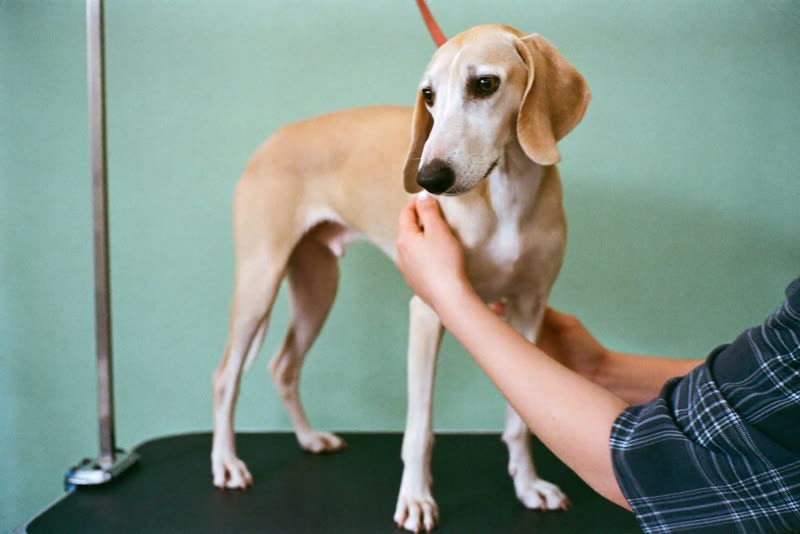 A dog being handled on a grooming table