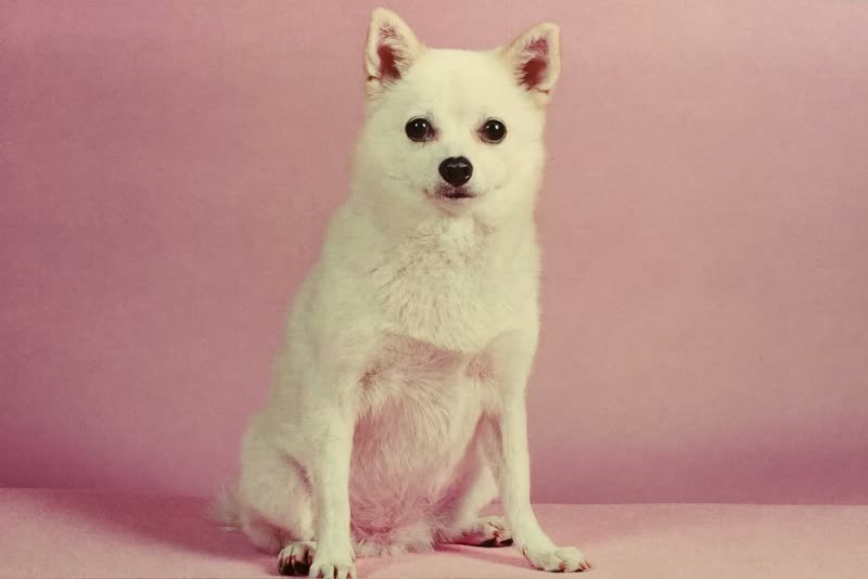 A small dog after its groom