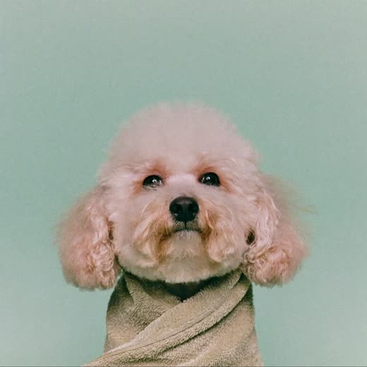 A freshly bathed small dog