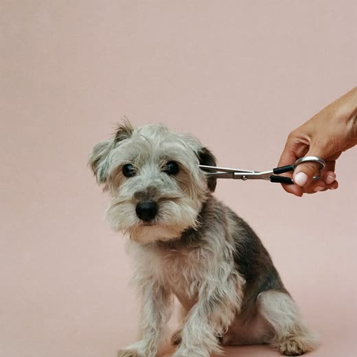 A dog having its coat trimmed with scissors